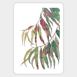 A touch of red - watercolour of eucalyptus branch Magnet